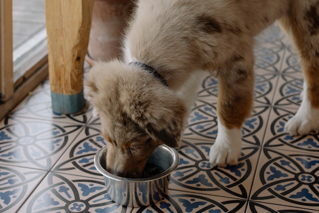 can a dog eat salad