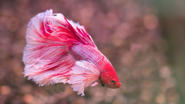 what can betta fish eat of human food 2