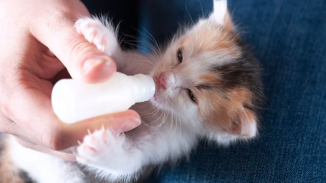 how-to-bottle-feed-a-kitten-that-won-t-eat