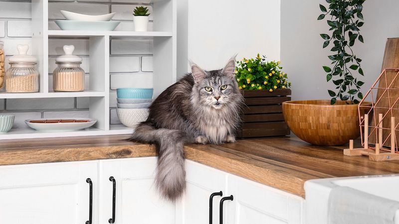 how-to-train-a-cat-to-stay-off-counters