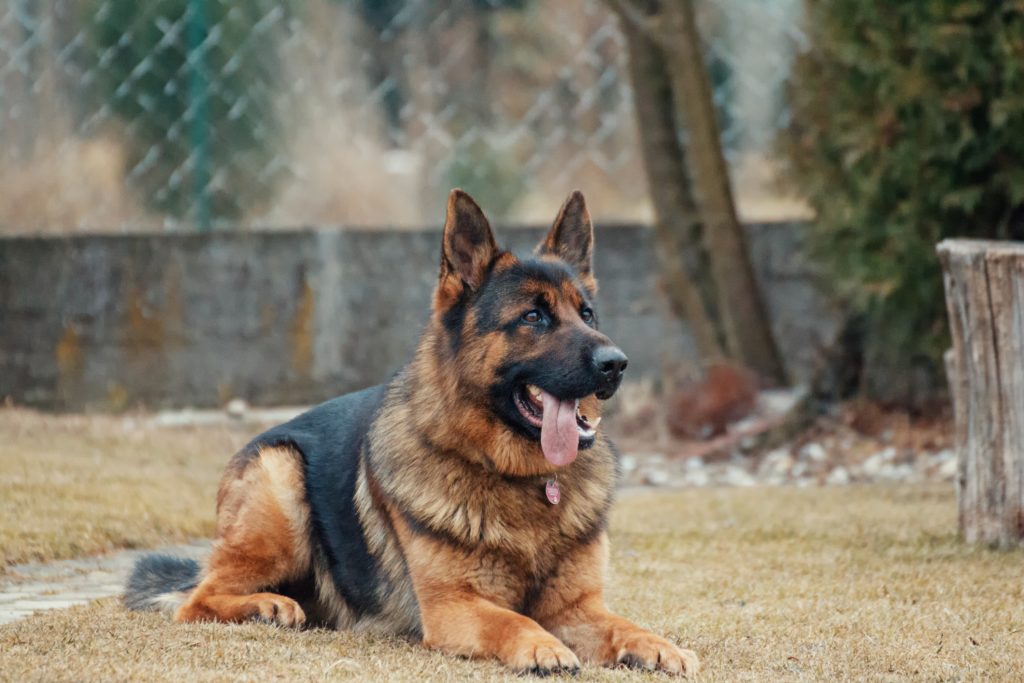 german shepherd