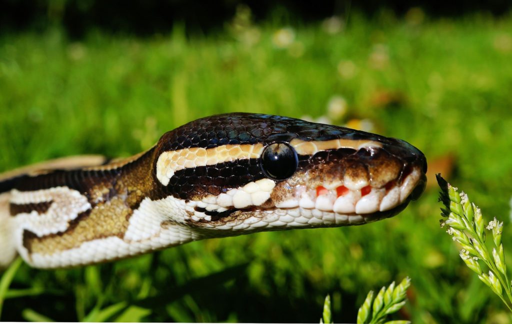 Best Snake Breeds For Beginners