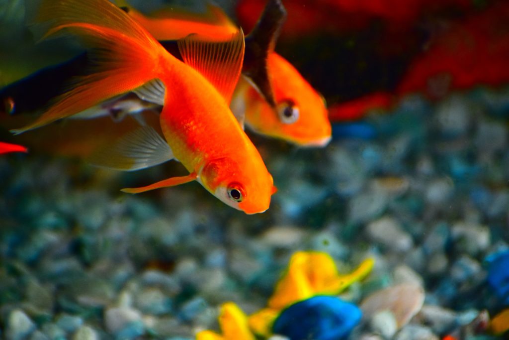 beautiful goldfish swimming