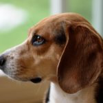 best dog breeds