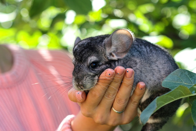 Chinchilla as a Pet: Pros and Cons Explained