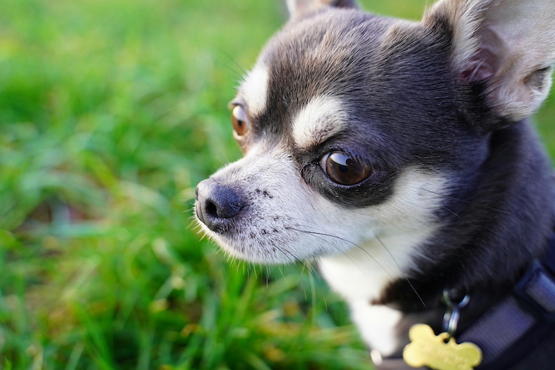 apple-head-chihuahua