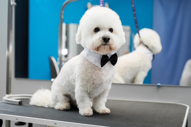 Portrait of a Bichon Frise after a haircut on the grooming table.