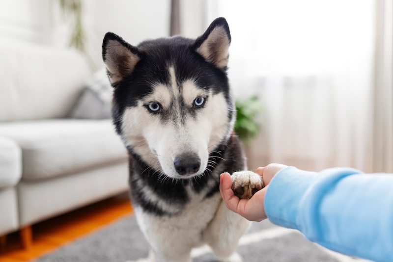 10 Things You Didn't Know About Huskies