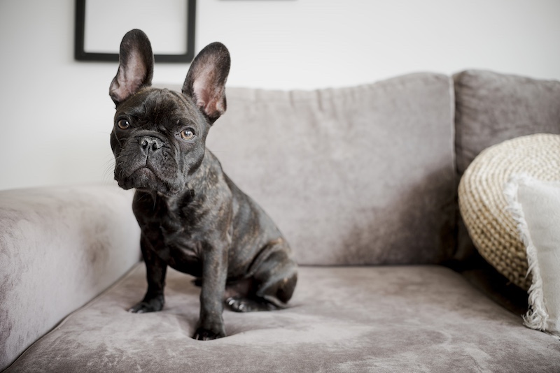 stubborn french bulldog