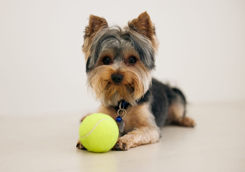 yorkie with tennis ball